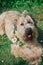 Fluffy Dog of the wheaten terrier breed in a wreath of bright flowers in a green clearing.