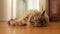 fluffy domestic cat lies on parquet floor