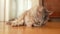 fluffy domestic cat lies on parquet floor