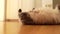 fluffy domestic cat lies on parquet floor