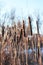 Fluffy dry cattail and winter meadow