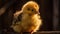 Fluffy duckling hatching, standing in springtime beauty generated by AI