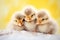 fluffy ducklings huddle for warmth on ice