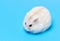 Fluffy dwarf hamster on blue background close-up front view