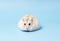 Fluffy dwarf hamster lies on blue background front view.