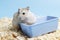 Fluffy dwarf hamster sitting next to the feeder on background of sawdust