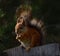 Fluffy eared squirrel sitting on the fence in the garden