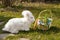 Fluffy easter angora bunny with easter eggs
