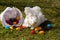 Fluffy easter angora bunny with easter eggs