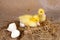 Fluffy easter ducklings