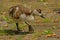 Fluffy Egyptian goose duckling walking on a masonry quay