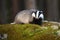 Fluffy european badger facing camera on mossy rock in summer forest