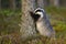 Fluffy european badger sniffing trunk of coniferous tree with nose