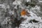 Fluffy European robin singing in the bushes