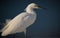 Fluffy feathered white egret on windy day