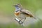 fluffy feathers bird perching on stick in fresh enviroment, male bluethroat