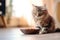 Fluffy feline: cute cat eating from a bowl