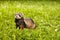 Fluffy ferret relaxing in summer day in grass