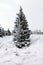 Fluffy fir, Christmas tree stands in the snow.