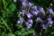 Fluffy flower Phacelia blue honey plant in the garden