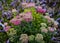 Fluffy flowering pink shrubs Spirea Japanese Little Princesses in a green summer garden