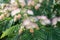 Fluffy flowers Albizia julibrissin