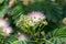 Fluffy flowers Albizia julibrissin