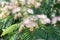 Fluffy flowers Albizia julibrissin