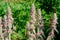 Fluffy flowers Stachys byzantina outdoors. Gardening concept. Horizontal photography