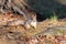 Fluffy forest squirrel with thick cheeks sits on the ground