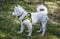 Fluffy four month old American Eskimo puppy full body in profile with harness and grass background