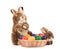 Fluffy foxy rabbit in basket with Easter eggs.