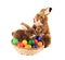 Fluffy foxy rabbit in basket with Easter eggs.