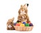 Fluffy foxy rabbit in basket with Easter eggs.