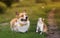 fluffy friends a cat and a dog catch a flying butterfly in a sunny summer garden