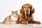 Fluffy friends cat and dog on a white background.