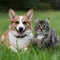 Fluffy friends Corgi dog and tabby cat relax in meadow