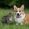 Fluffy friends Corgi dog and tabby cat relax in meadow