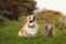 Fluffy friends funny cat and a corgi dog walks in a summer meadow on the green grass and catches a flying butterfly