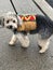 Fluffy funny dog in hot dog costume