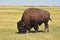 Fluffy and Furry Buffalo Roaming on the Plains