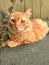 Fluffy furry orange cat lying in the yard