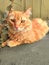 Fluffy furry orange cat lying in the yard
