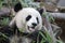 Fluffy Giant Panda in Chengdu Panda Base, China