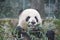 Fluffy Giant Panda in Shanghai, China