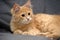 Fluffy ginger cat on a gray background