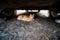 Fluffy ginger cat hiding under the car