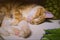 Fluffy ginger cat peacefully sleeping indoors