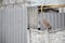 Fluffy ginger stripped tabby cat sitting on old fence at residental house