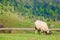 Fluffy goat grazing on a mountain meadow